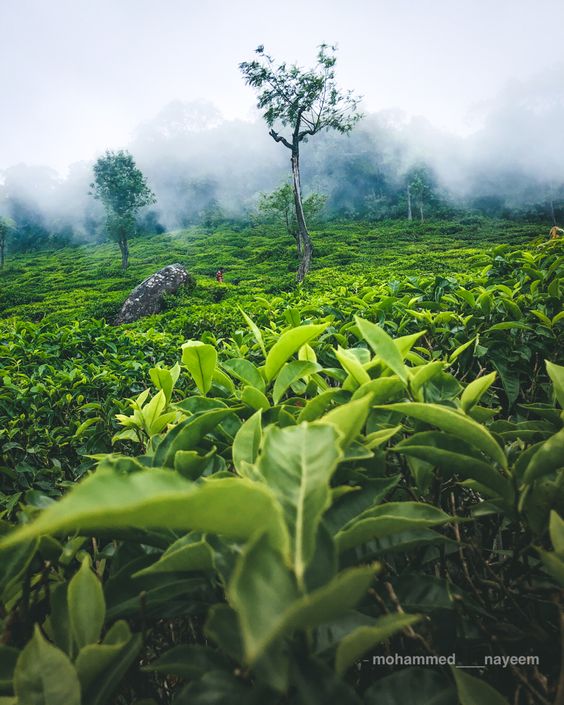 Day: 3 [Transfer from Ooty to Kodaikanal ]